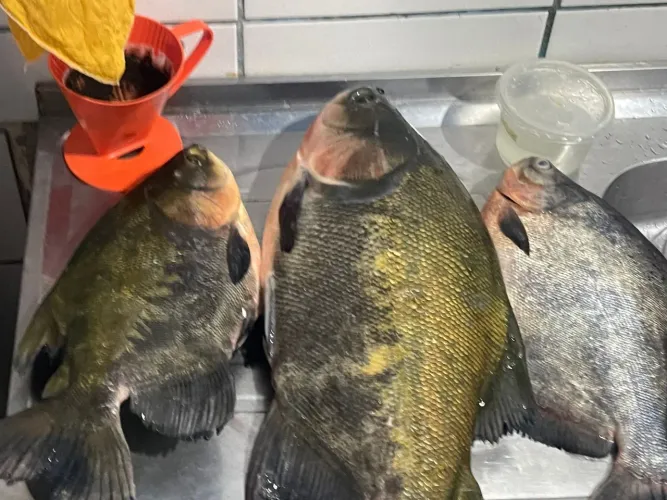 Guia de pesca em manaus
