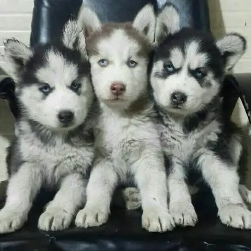 Husky siberiano raça sempre em alerta
