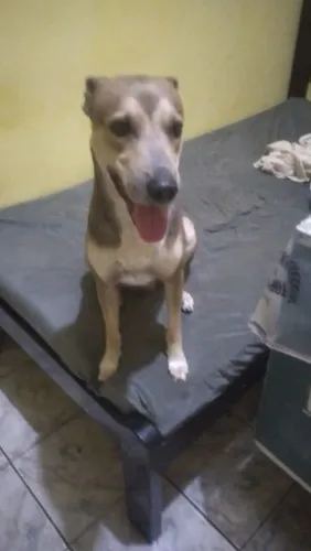 Cachorro Macho P Adoção