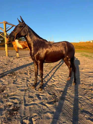 Cavalo