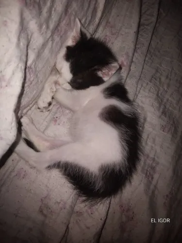 Gato frajola filhote