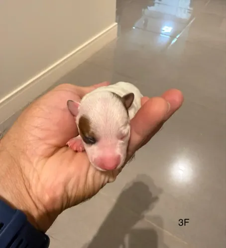 JACK RUSSELL TERRIER