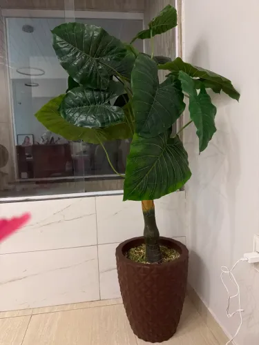 Planta decorativa