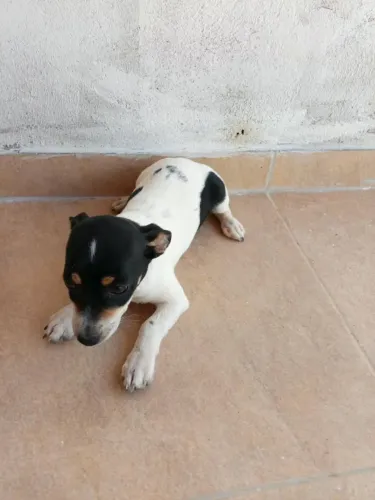 Filhote de pinscher com salsisha 