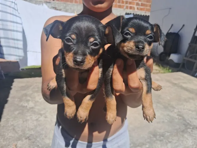Filhotes de pinschers para venda.