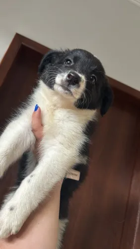 Filhotes de Border Collie Registrados