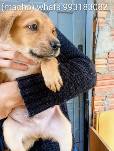doação de cachorrinhos caramelo 