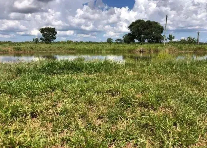 CÓD. 490 FAZENDA DE 1126 HECTARES À VENDA CAMAPUÃ- MS