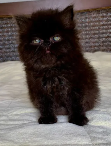 Top Show Persas Femea Filhote Black,Extremadissima Pelos Longos C/52 Dias Super Linda.