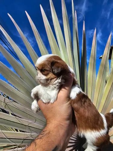 Shihtzu femea alto padrao