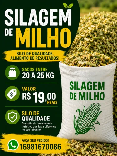Silo de milho a venda 