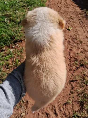 Femea border collie