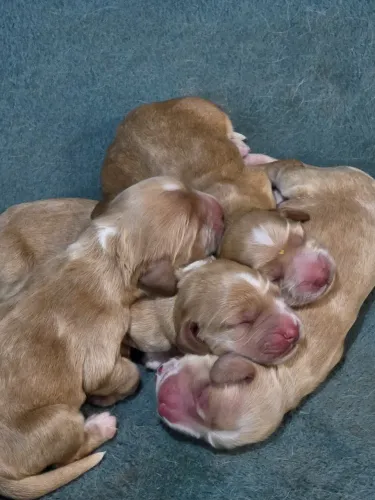 Filhote Cocker Spaniel 