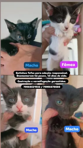 Gatinhos para adoção 