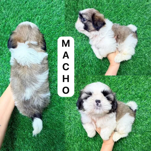Shitzu branco e Marron