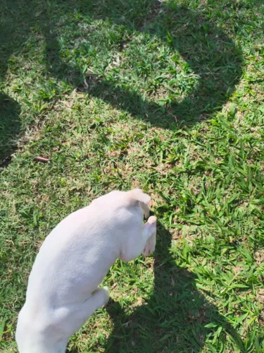 Lidos filhotes de Pit Bull com pedigree