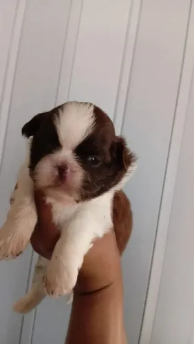 Cachorro