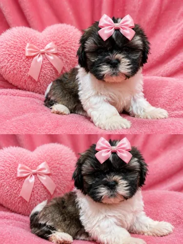 Shih tzu
