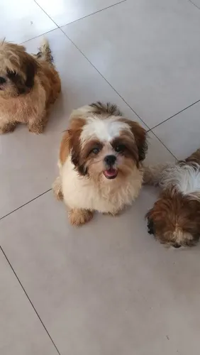 Shih tzu filhotes