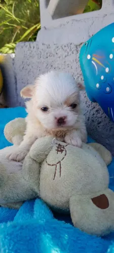Chihuahua pelo longo, macho, excelente padrão da raça, linhagem importada