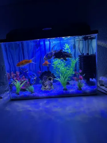 Aquario e itens