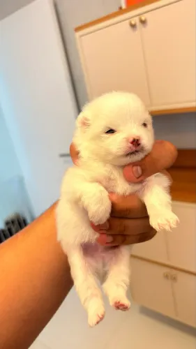 Spitz alemão