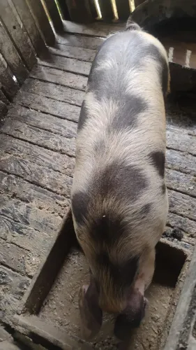 Porco