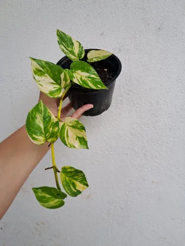 Planta jiboia