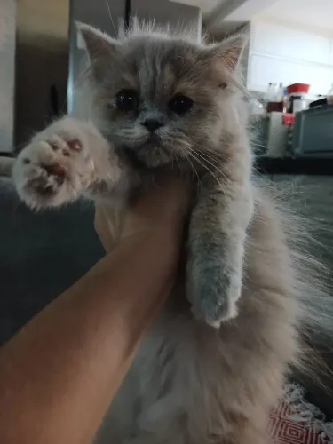 Gato persa filhote fêmea 