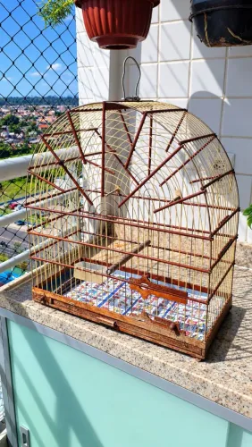 Gaiola Canário