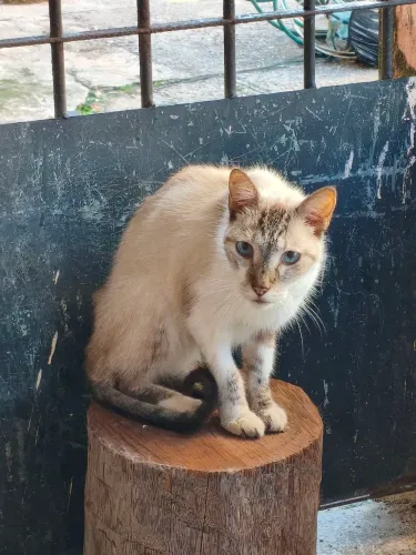 Gato cinzento pra adoção