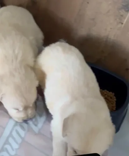Golden retriever dóceis e brincalhões 