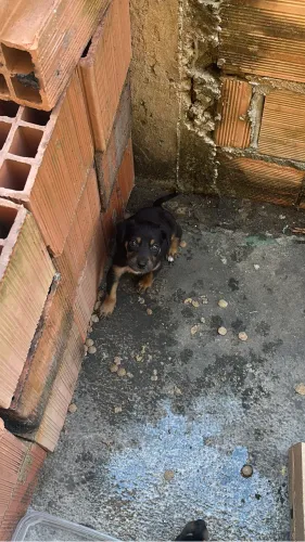 Doação de cachorro 