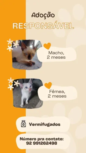 doa-se gatinhos