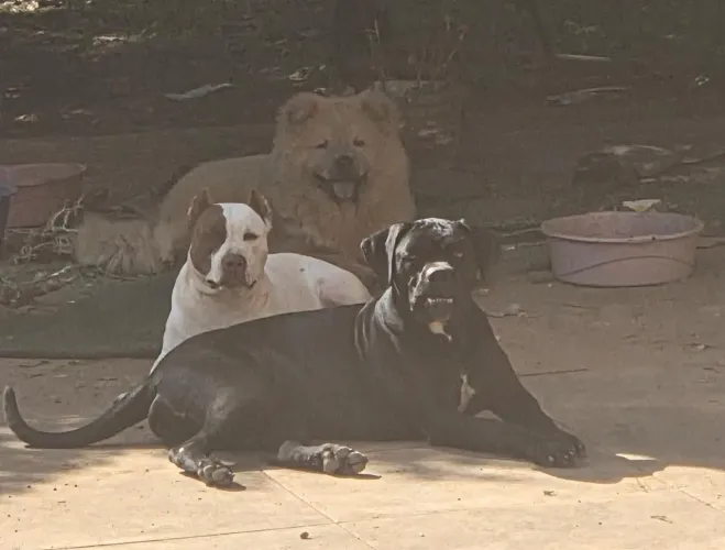 Vendo Chau Chau americana 