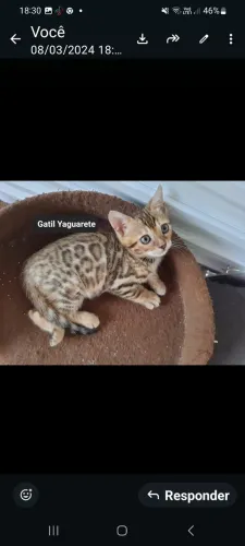 Gato bengal