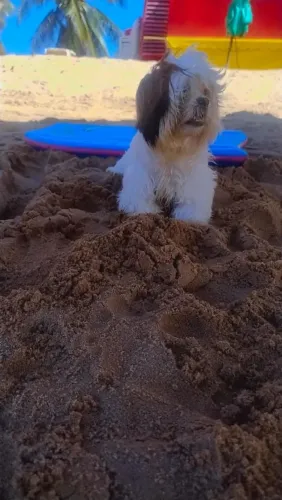 Lindos filhotes shitzu