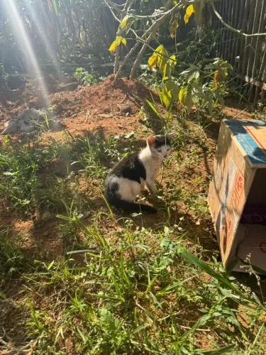 Gato filhote + castração, vacina e banho