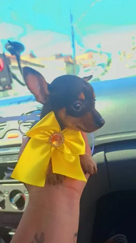 Filhotes pinscher 0