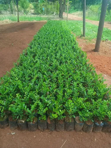 Temos mudas de Murtas pra cerca viva 