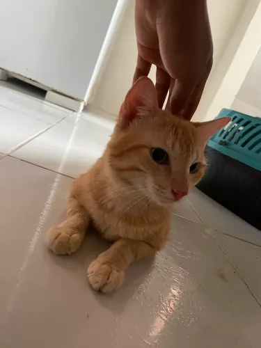 Gatos para doação