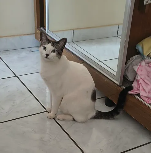 Gatinho castrado