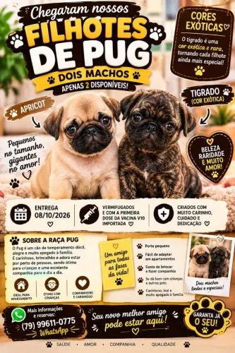 FILHOTES DE PUG MACHOS - LINDAS CORES EXÓTICAS!