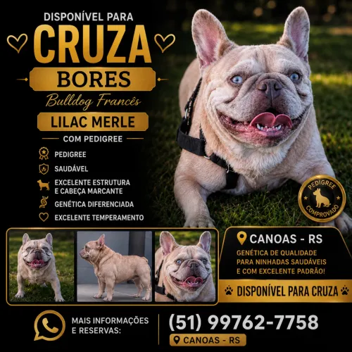 Cruza bores buldog francês exótico 