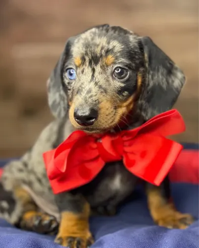Dachshund ! Melhor Presente 
