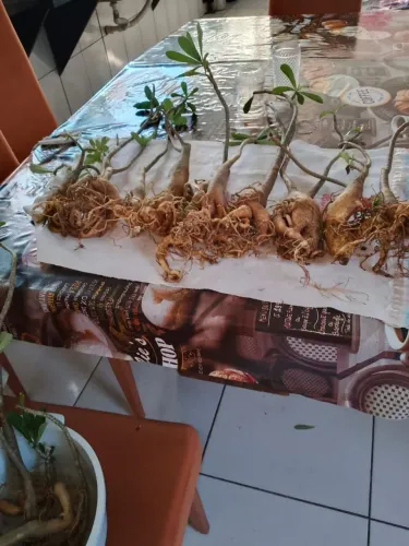 ROSA DO DESERTO 