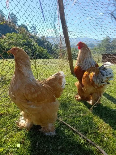 Casal Brahma Lemon 