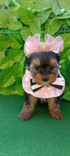 Jack Russell disponível fêmea e macho