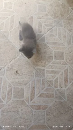 Gato 