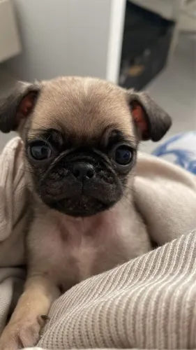 Pug lindo